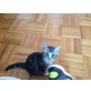 Silver, Amerikanische Katze - Katze