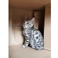 Silver , Bengalkatze - Kater