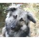 Silver, Collie-Mix - Rüde