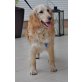 Silver, Golden Retriever - Rüde