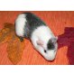 Silver Queen, English Crested - weiblich