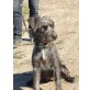 Silver, Schnauzer-Mischling - Hündin