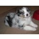 Silver Stables Puppy, Australian Shepherd Dog Welpen - Hündin