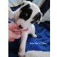 Silver Star Parson, Parson-Russell-Terrier Welpen - Hündin