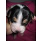 Silver Star´s Duchess, Parson-Russell-Terrier Welpen - Hündin