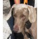 Silver, Weimaraner - Rüde