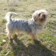 Silver lebhafter und lustiger kleiner Kerl, Yorkshire Terrier - Rüde
