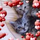 Silver tabby Babys mit österr. Stammbaum , Britisch Kurzhaarkatze - Katze