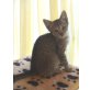 Silvester, EKH - Kater