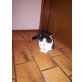 Silvester, Europäisch Kurzhaar - Kater