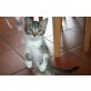 Silvester - Kater