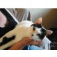 Silvestre, sehr lieb - Kater