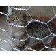 Silvi, Wohnungskatze mit wunderhübschen Augen - Katze