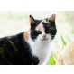 Silvia, EKH - Katze