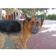 Silvia, sehr nette Familienhündin, Deutscher Schäferhund - Hündin