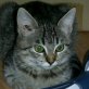 Silvia, süße - Katze