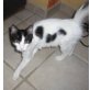 Silvio, Türkisch Angora - Kater