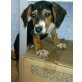 Silvy, Beagle Welpen - Hündin