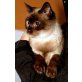 Sim, Siam-Mix - Katze