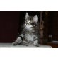 Sima und Sky, Norwegische Waldkatze - Kater