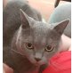 Simba, Britisch Kurzhaarkatze - Kater