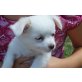 Simba, Chihuahua langhaariger Schlag - Rüde