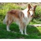 Simba, Collie - Rüde