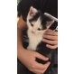 Simba, Hauskatze schwarz-weiß  - Kater