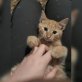 Simba, Hübscher Roter Tiger sucht neues Zuhause  - Kater