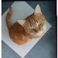 Simba - Kater