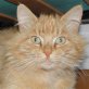 Simba, Langhaar-Mix - Kater