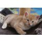 Simba, Main Coon Mix - Kater