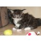 Simba, Maine Coon - Kater