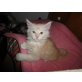 Simba, Maine Coon - Kater