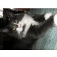 Simba, Maine Coon - Kater