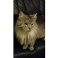 Simba, Maine Coon - Kater