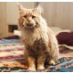 Simba, Maine Coon - Kater