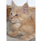 Simba, Maine Coon - Kater