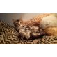 Simba, Maine Coon Mix & Hauskatze - Kater