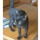 Simba, Mischling - Kater