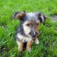 Simba, Mix - Rüde