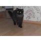 Simba, Perser - Kater