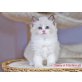 Simba, Ragdoll - Kater