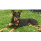 Simba, Rotweiler -Schäferhund - Rüde