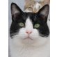Simba, Schmusetiger sucht nette Familie - Kater