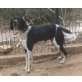 Simba, Setter-Mix - Rüde