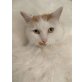 Simba, Tierschutzverein SOS Katze - Kater
