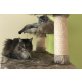 Simba und Kimba, Maine Coon - Katze