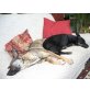 Simba und Melly, Pinscher-Mischlingshündin - Hündin