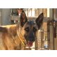 Simbala, Deutsch-Belgischer Schäferhund - Hündin